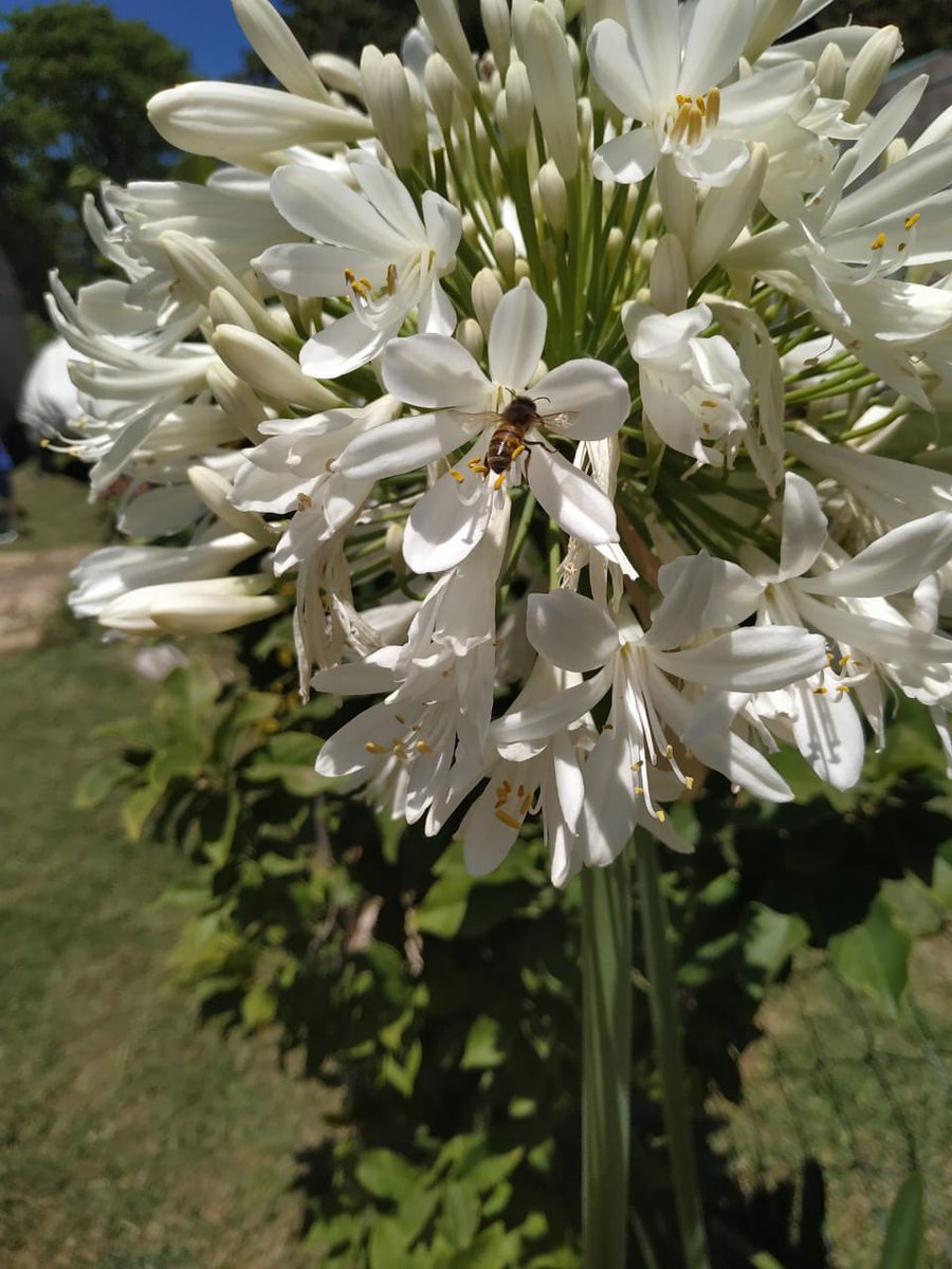 jardinviviente's tweet photo. Agapanthus blanco 🤍 https://t.co/yBm6RZ3UPI