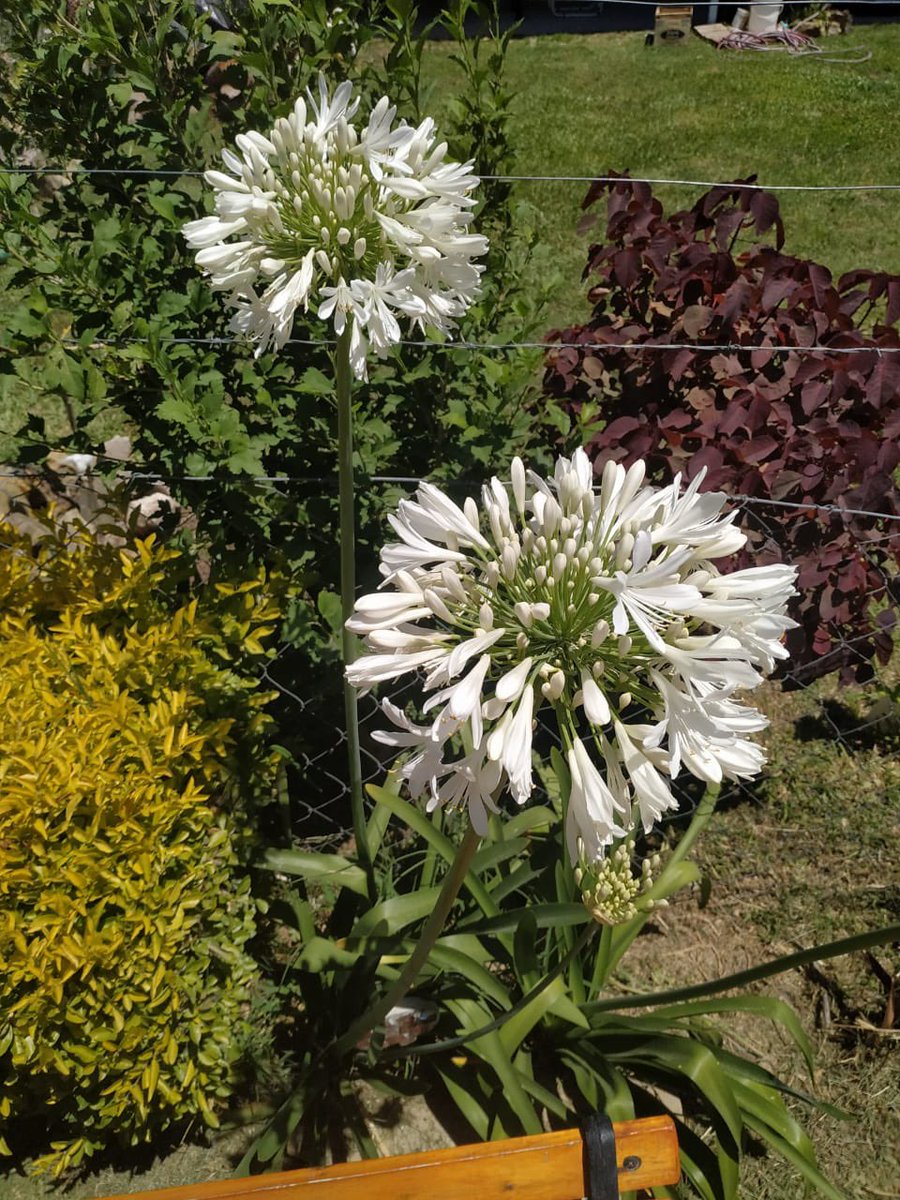 Agapanthus blanco 🤍
