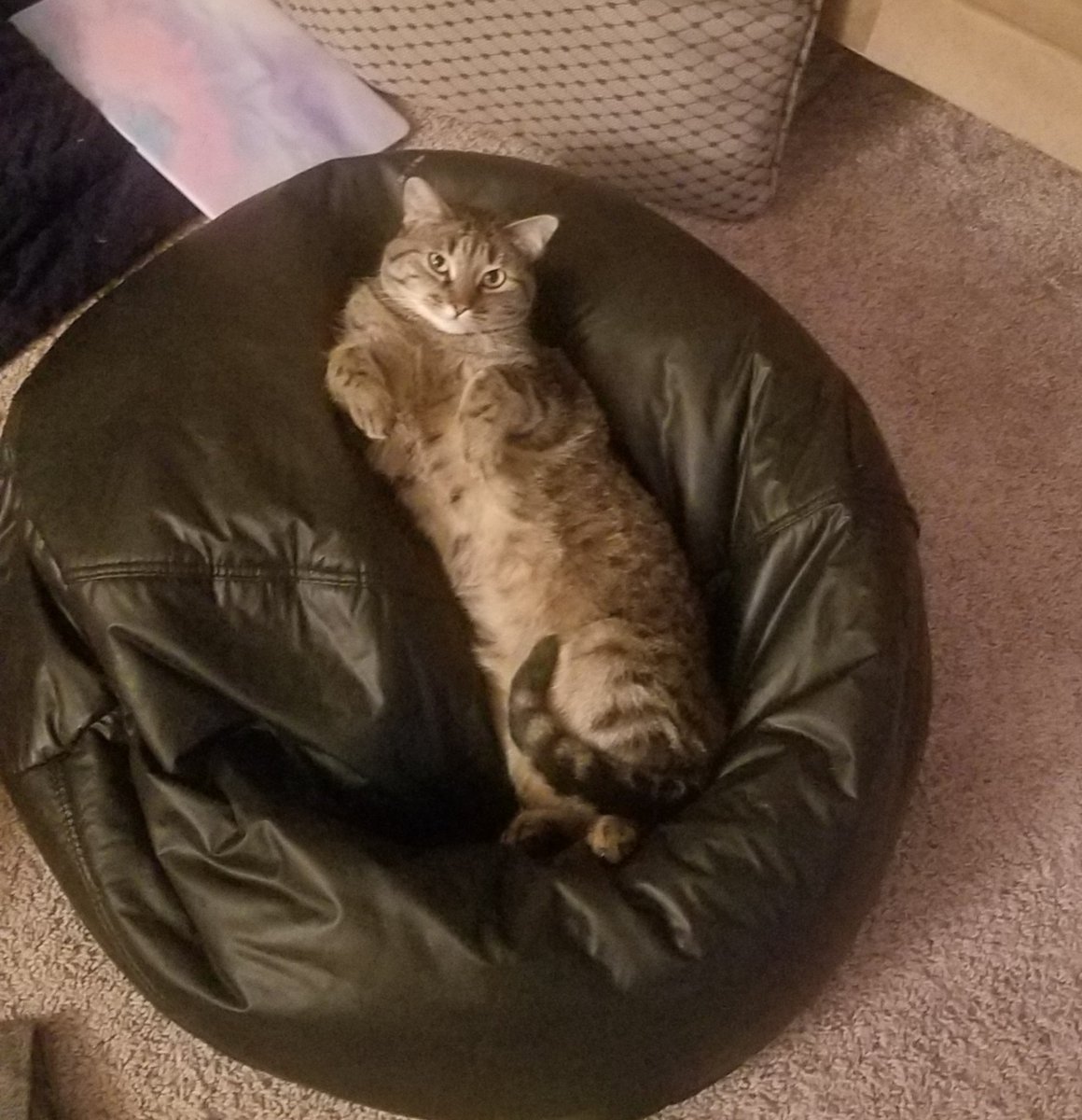 mandielee19's tweet photo. Life is rough, here's a picture of my kitty https://t.co/RF33DSaQfd