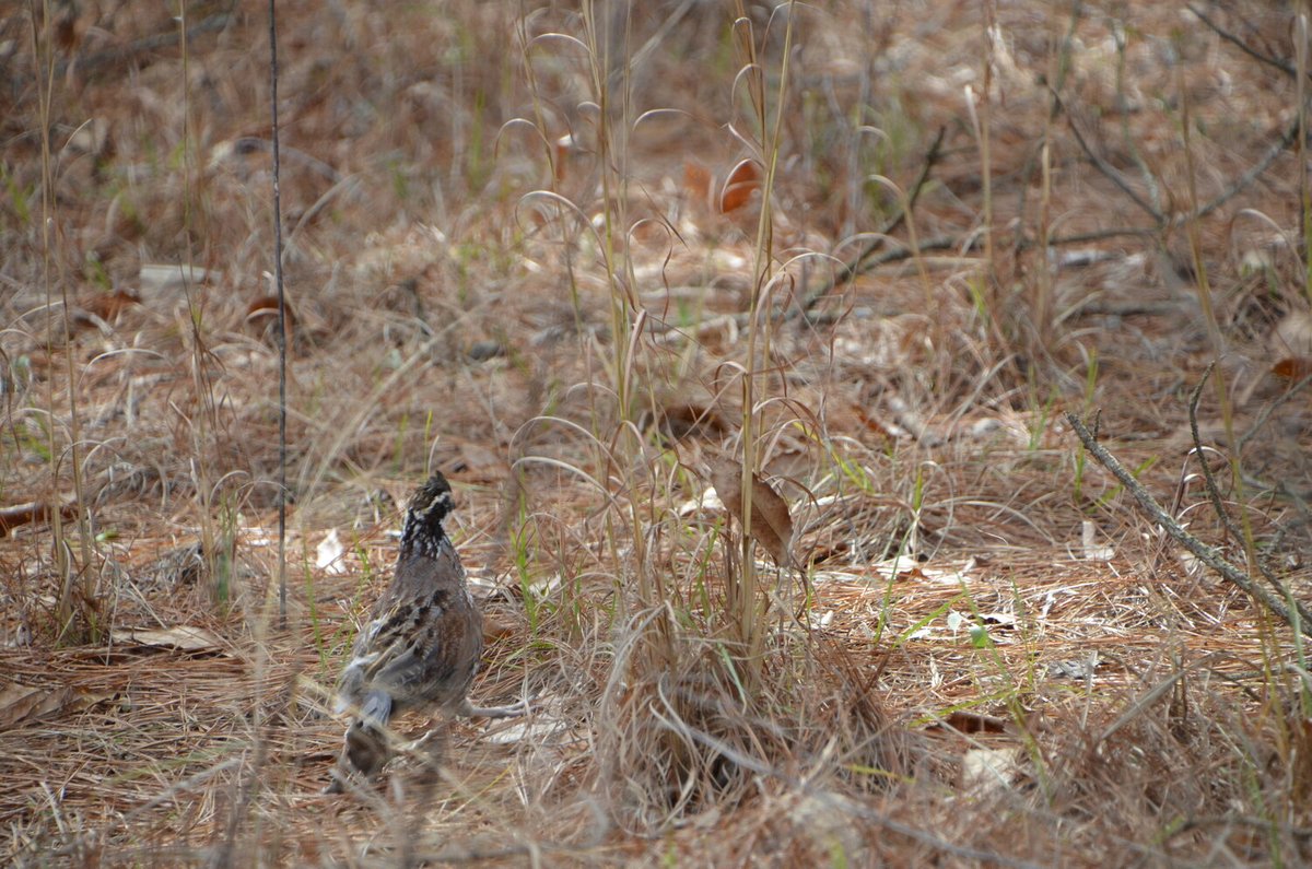 SCDNR's tweet image. Quail season kicks off today! Share your hunt with us using #HuntSC. 

Season information can be found here: ow.ly/jcz350CqhCN
