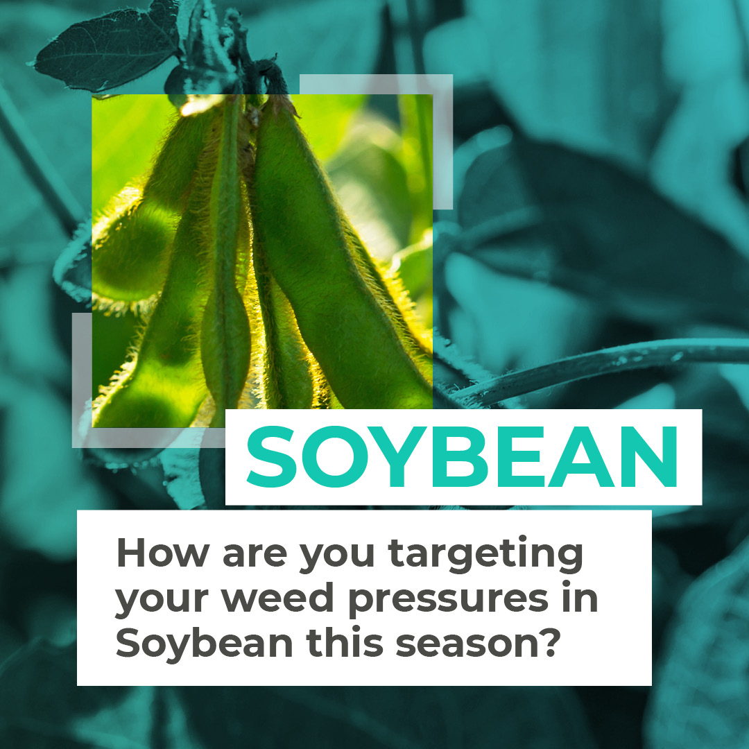 In Brazil, our Post-Emergence #WeedMaps identify areas within fields with weeds, at scale, to help target your herbicide applications 🚜
Look out for our #Soybean case study showing up to 50% herbicide reduction & positive ROI, coming soon!
Contact sales@hummingbirdtech.com https://t.co/llarml0WPI