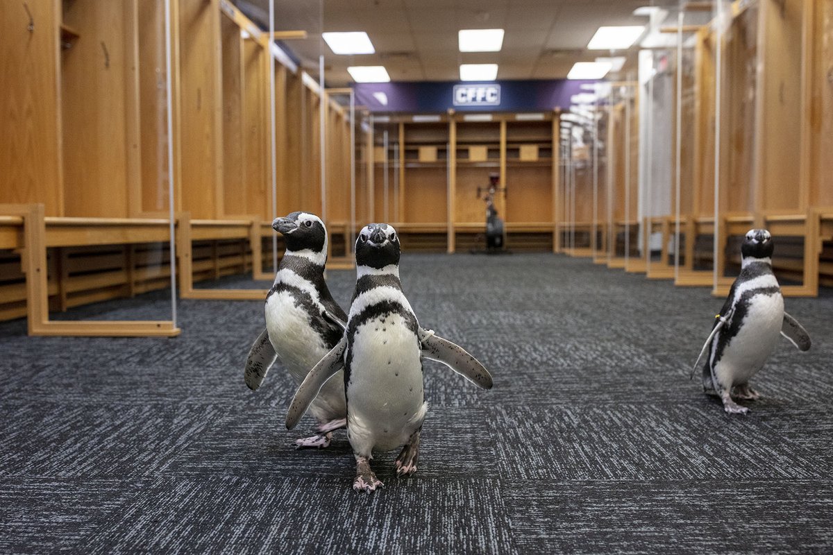 shedd_aquarium's tweet photo. Magellanic penguins Izzy, Darwin, Tombo and Charlotte explored new sights and sensations at Soldier Field, from grass under their webbed feet, to getting exercise and running right past the goal line. 🐧 https://t.co/KMhdvH2s8B