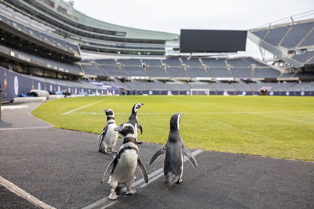 shedd_aquarium's tweet photo. Magellanic penguins Izzy, Darwin, Tombo and Charlotte explored new sights and sensations at Soldier Field, from grass under their webbed feet, to getting exercise and running right past the goal line. 🐧 https://t.co/KMhdvH2s8B