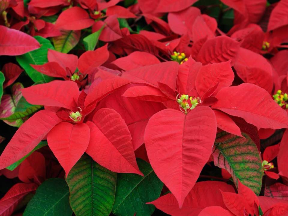 rmsbands's tweet photo. Please submit your Holiday Poinsettia orders today (tomorrow at the latest). Simply email, message, call, text or even comment below to make sure your orders are taken! We do NOT need the order forms or money at this time. 

Poinsettia Pick-up:
Wednesday, December 2
Time TBD https://t.co/UTCZvjcNhp