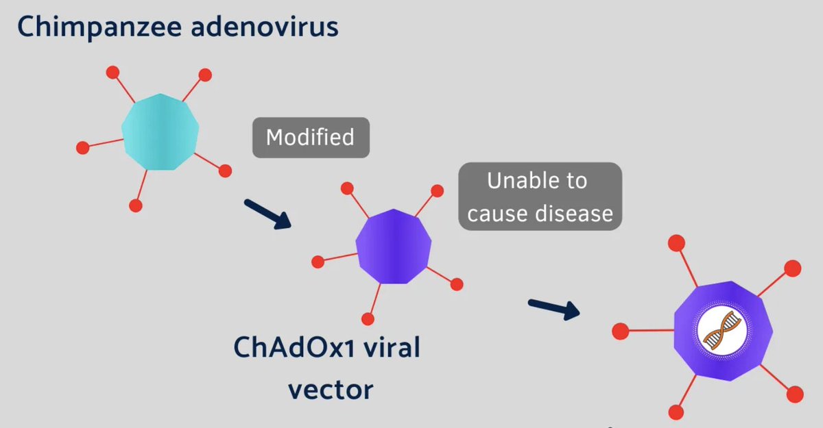 3/They then needed a delivery vehicle to get the Spike gene into our cells. So they took an adenovirus that normally infects chimpanzees, and genetically altered it so it can no longer replicate or cause disease. They then added the Spike gene to the adenovirus vector.