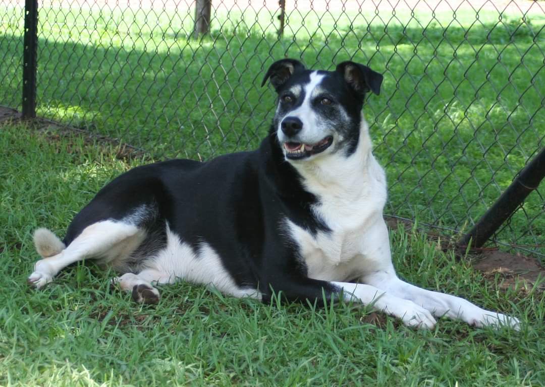 collie rehoming
