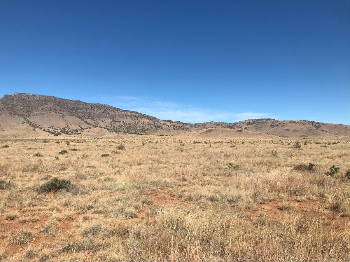 katie_jablonski's tweet photo. This is what #overgrazing looks like in #WestTexas.  Two different ranches that are simply across the highway from each other. One full of grass &amp; diverse plants. The other no grass, lack of diversity, higher prevalence of Cholla cactus (which cows don't eat) #NYUFA20 https://t.co/KVTdZzG1vu