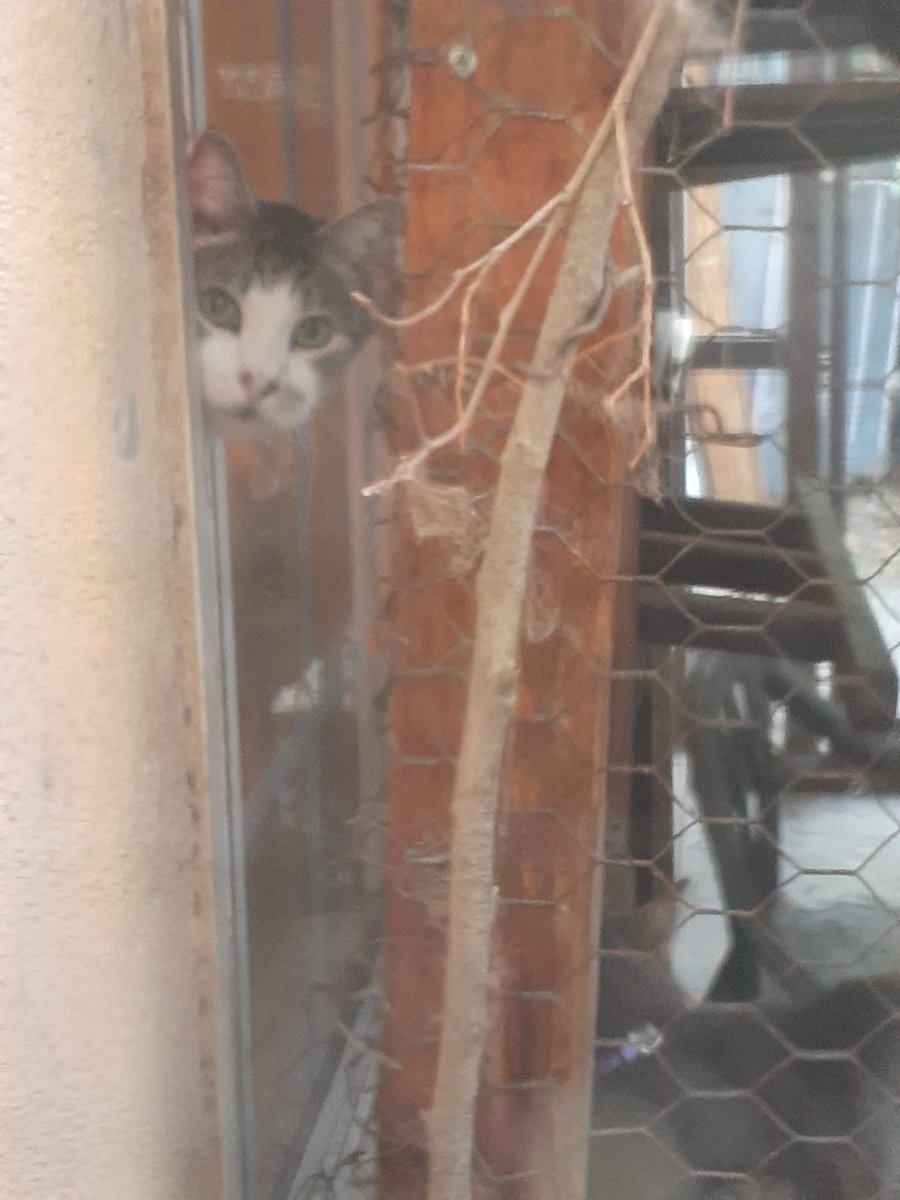 20MannyLA's tweet photo. Working on my catwalk and my nosy cat peeks out to see what's up. 😂😅 https://t.co/IdqUcWPzyD