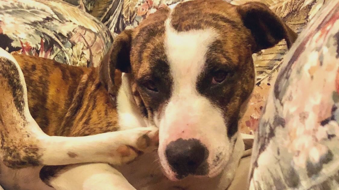 ashtonpittman's tweet photo. SOUTH MISSISSIPPI PUP NEEDS FOREVER HOME: This sweet boy was going door-to-door trying to find a home to let him in. It appears someone ditched him. He was clearly underfed.

We're fostering until we can find him a home. We're in S. Mississippi near Hattiesburg. (Please RT) 1/ https://t.co/byiB64u0zn