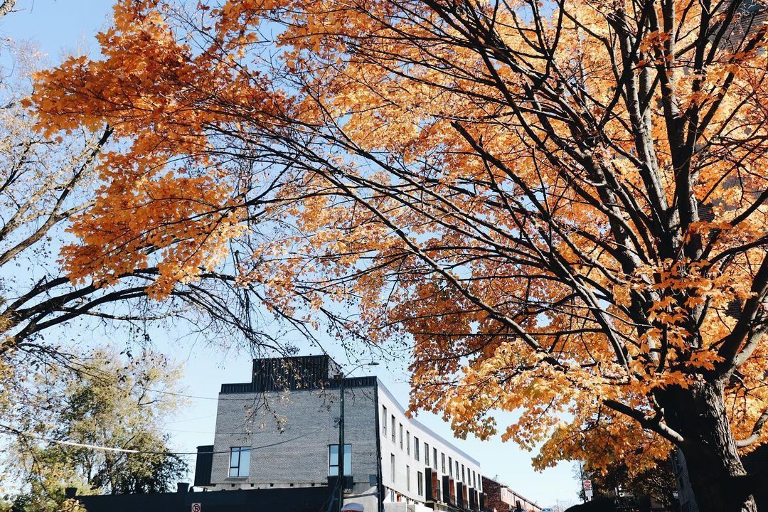 downtownknox's tweet photo. We'd say "Fall, Stay Forever!" but we also know what's coming...
#PeppermintGrove, #KnoxPeppermint, #ElvesInKnox and so much holiday fun! #LoveDowntownKnox
📷 @hatcherhillproperties https://t.co/pi9PmeTipo