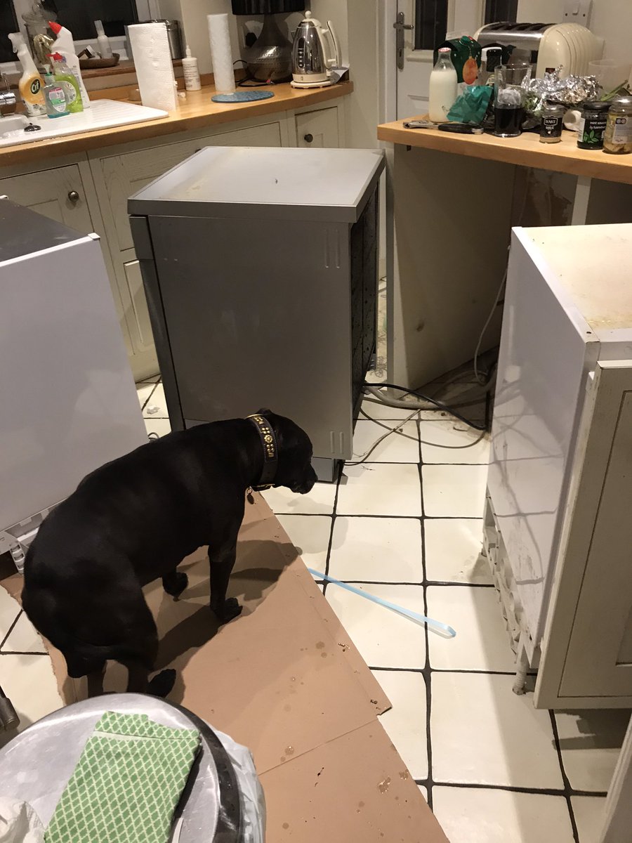 ClaireL89148526's tweet photo. Helpful staffie ! So within one week I need new integrated fridge and dishwasher (merry Xmas ha ha ) Alfie is doing his best to help !!!! Minging mess behind dishwasher - he’s disgusted !#helpfuldogs #staffie https://t.co/EcqdU4Xxiz