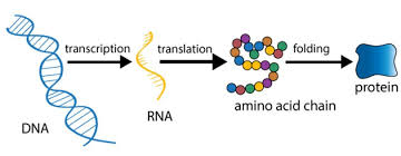 4/When the adenovirus and its Spike gene cargo get inside of our cells, our cellular machinery takes the Spike gene, which is in DNA format, and "transcribes" it into Spike RNA, which is then "translated" into Spike proteins.