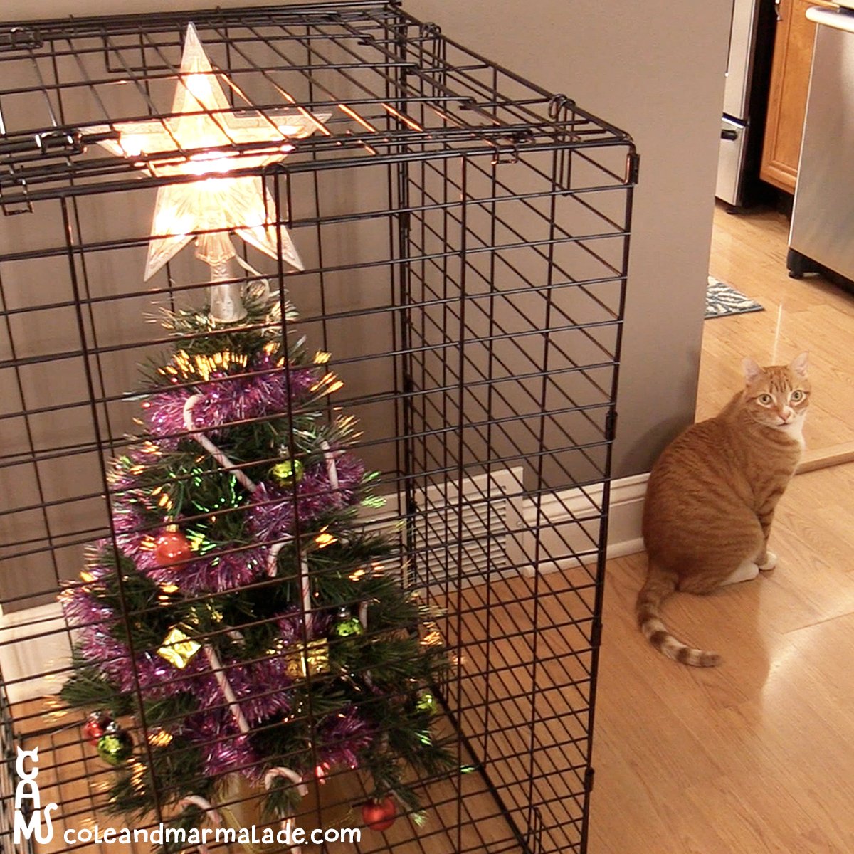 ColeTheBlackCat's tweet photo. Challenge accepted humans! 🎄😺
#coleandmarmalade https://t.co/kna6jY1IiH