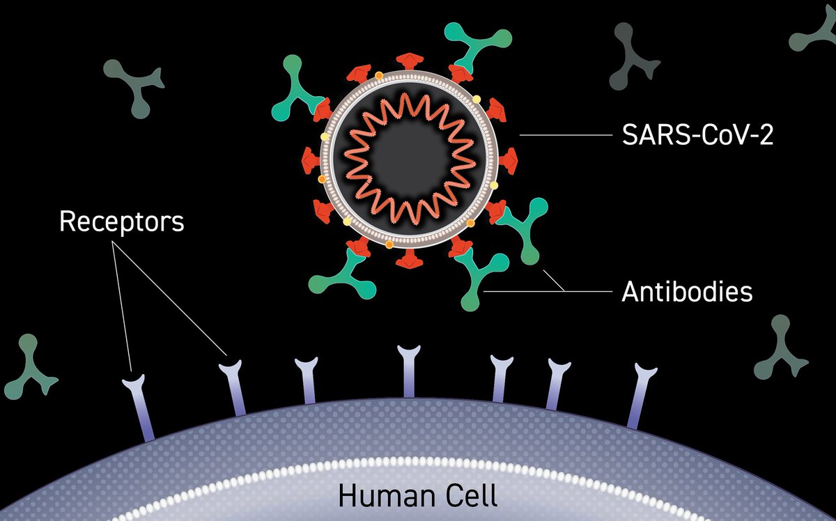 5/The Spike protein is just a piece of the full coronavirus so it doesn't cause disease either. It just trains our immune system to quickly recognize that part of the virus. That way when we are infected with  #SARSCoV2, we can mount an effective immune response against it.