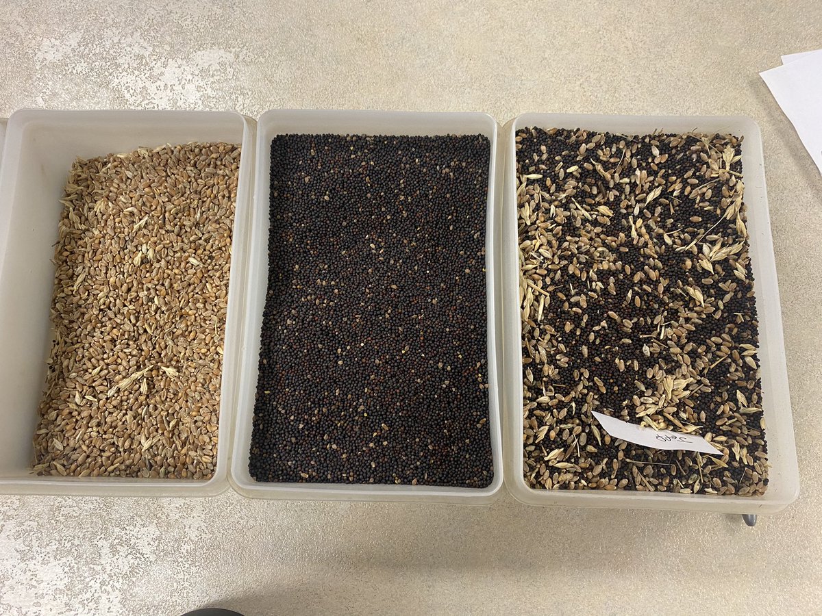 Canola ,wheat separation going through the plant today