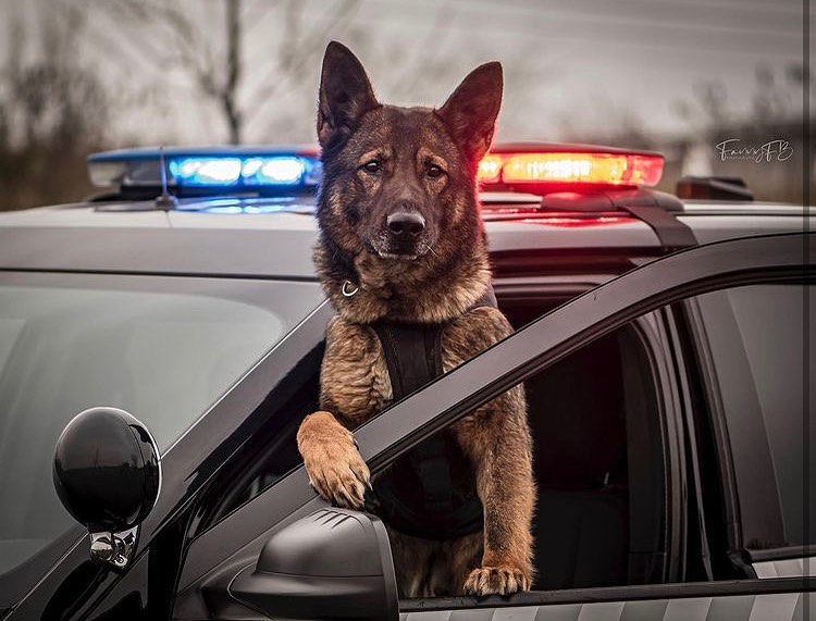 k9copmagazine's tweet photo. Repost @fanny_fb_photographie
・・・
💙 S T A Y S A F E B L U E 💙
.
.
#k9 #policedog #thinblueline #sheepdog #backtheblue #dogphotography #policephotography #policephoto #soutienauxpoliciersqc #policecar #tacticaldog #policelights #germanshepherd #policek9unit #k9cop https://t.co/klA9aBXZL2