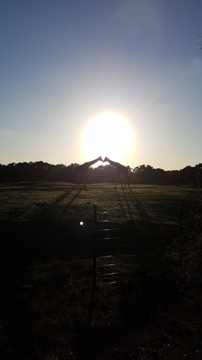 BasTwitr's tweet photo. @Beekse_Bergen deze moest ik gewoon even delen. Vanmiddag een geweldige zonsondergang! https://t.co/QbHhGPhaZ4