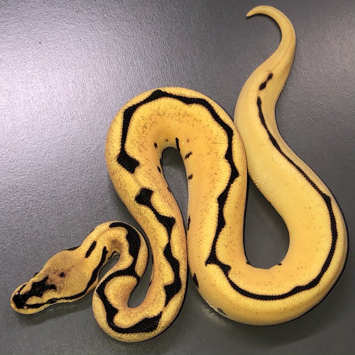 ぴょん⭐︎ ぴょんぴょん ZXi Utility Iron w/ Steel Shaft