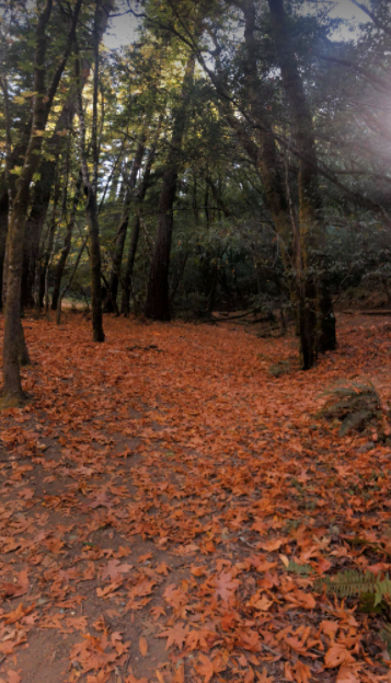 MuirWoodsNPS's tweet photo. Redwood needles do not fall with the seasons, but many trees in the redwood forest drop their leaves as the weather changes, making a blanket on the forest floor. In the spring trees will grove their leaves again. How does fall make you feel? #Fallfoliage #FallingintoFall https://t.co/8Kk1mb2ynY