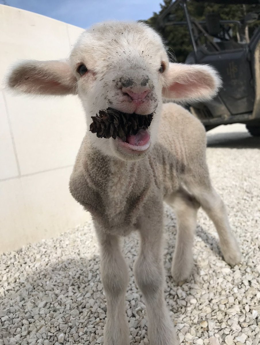 An Update from Justine Ross, 
owner of Lake Hawea Station. 
This is Fig, one of three orphans we had at LHS this lambing season. She has been adopted by our Farm Manager Jack and his girlfriend Mandy. They describe her as sassy and adventurous. Fig has attitude.
#FarmUpdate