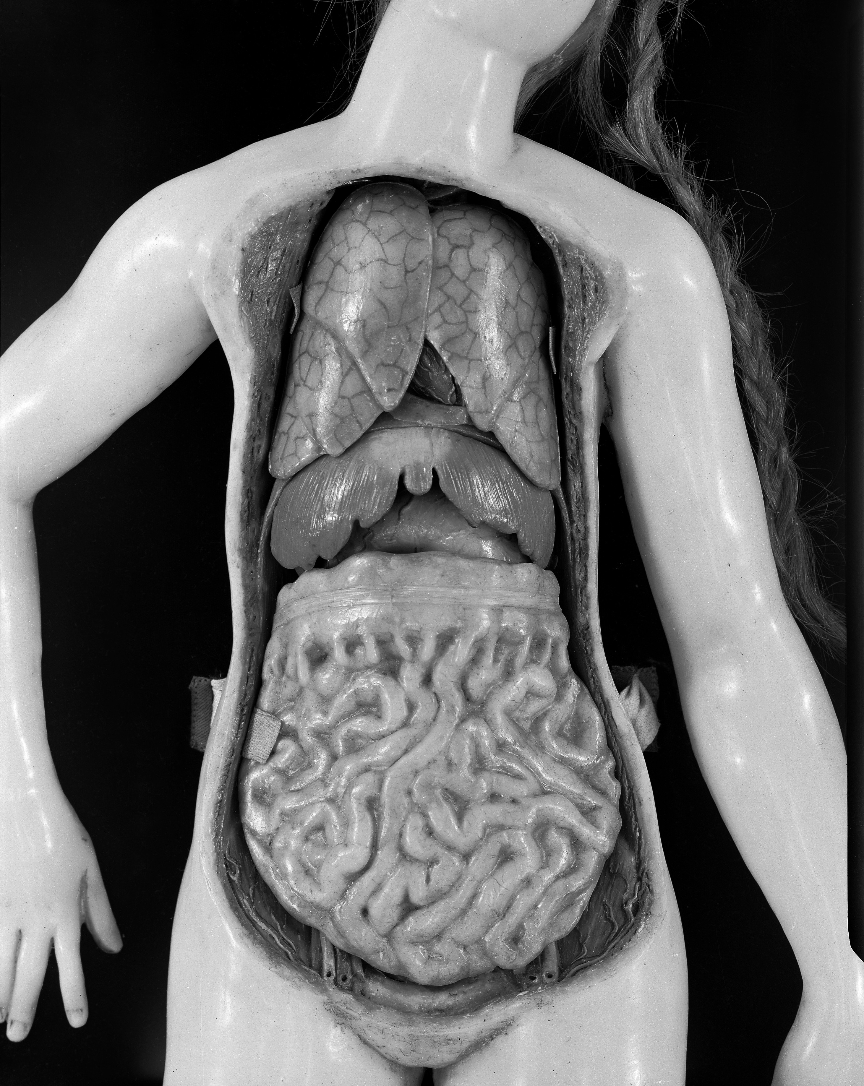 Anatomy model -  France