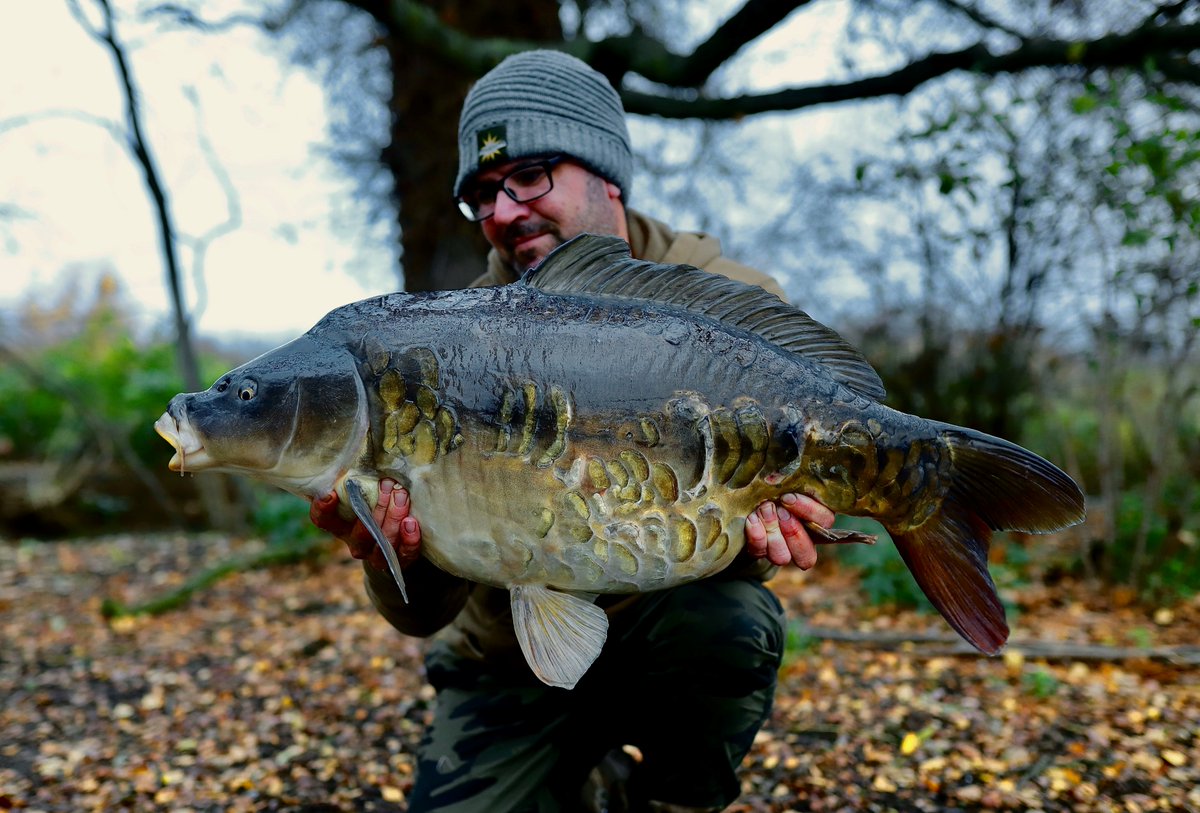 DynamiteBaits's tweet photo. Tony Kingdon adding to his Dinton portfolio with this stunning thirty on the CompleX-T. One of several fish he had during a session last week which included a 38lb common.
#ComplexT #DynamiteBaits #carpfishing #carping https://t.co/MNsSPcMblr