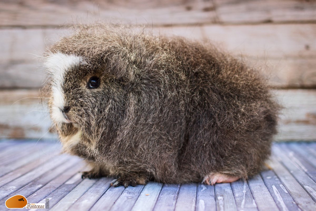 CobaisRentonar's tweet photo. Meiga del Rentonar, una de nuestras CH Teddy en Lemon Agouti, ya con 10 mesecillos. #cobaisdelrentonar #cobaya #guineapig #guineapiggies #guineapiglove #cavia #cavies #caviashow #caviario #cobi  #caviabreed #breedguineapig #Meerschweinchen   #chteddy  #caviaspain https://t.co/CnxyKIFUFL