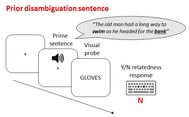 In 2 expts, we presented prime sentences in a semantic relatedness task. A word appeared after the sentence, and ppts made a Y/N judgment about whether the sentence and word meanings were related. At first it was looking like more priming with prior disambiguation sentences.