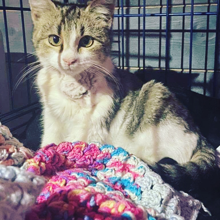 Stray Cat Rescue Team West Midlands tweet media