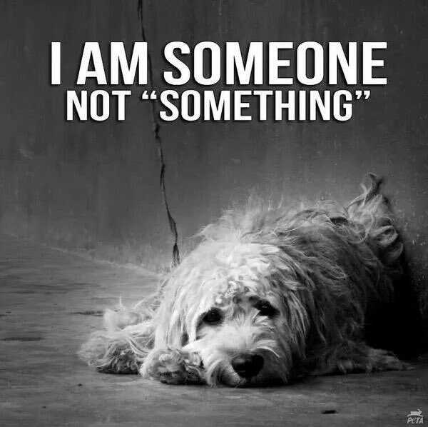 prince_addicted's tweet photo. 🆘️😭🆘️SUGAR😭🆘️😭🆘️
HOW ADORABLE IS SHE EH?  I GIVE YOU
        ☆☆SUGAR☆☆
NO NEED FOR HER TO BE IGNORED ANYMORE
       ●HERE SHE IS●
🙏🏻PLEASE🙏🏻 PLEDGE DILLIGENTLY TO GET THIS SWEET, SWEET LADY THE HOME SHE SO DESERVES.  HER LIFE MATTERS TO US ALL! https://t.co/uVNxiEWino