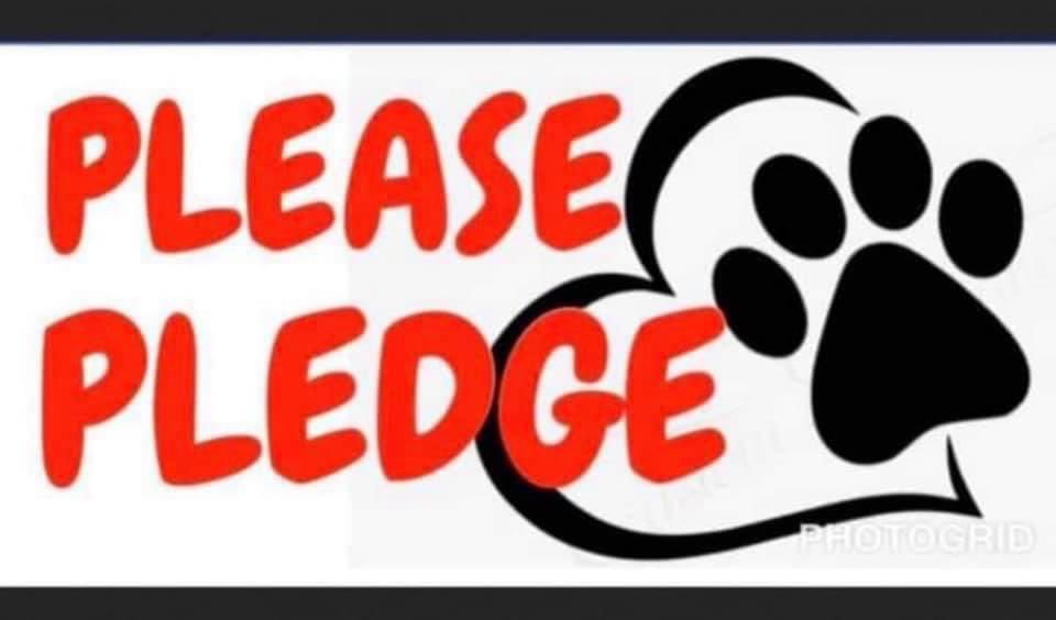 prince_addicted's tweet photo. 🆘️😭🆘️SUGAR😭🆘️😭🆘️
HOW ADORABLE IS SHE EH?  I GIVE YOU
        ☆☆SUGAR☆☆
NO NEED FOR HER TO BE IGNORED ANYMORE
       ●HERE SHE IS●
🙏🏻PLEASE🙏🏻 PLEDGE DILLIGENTLY TO GET THIS SWEET, SWEET LADY THE HOME SHE SO DESERVES.  HER LIFE MATTERS TO US ALL! https://t.co/uVNxiEWino