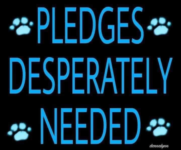 prince_addicted's tweet photo. 🆘️😭🆘️SUGAR😭🆘️😭🆘️
HOW ADORABLE IS SHE EH?  I GIVE YOU
        ☆☆SUGAR☆☆
NO NEED FOR HER TO BE IGNORED ANYMORE
       ●HERE SHE IS●
🙏🏻PLEASE🙏🏻 PLEDGE DILLIGENTLY TO GET THIS SWEET, SWEET LADY THE HOME SHE SO DESERVES.  HER LIFE MATTERS TO US ALL! https://t.co/uVNxiEWino