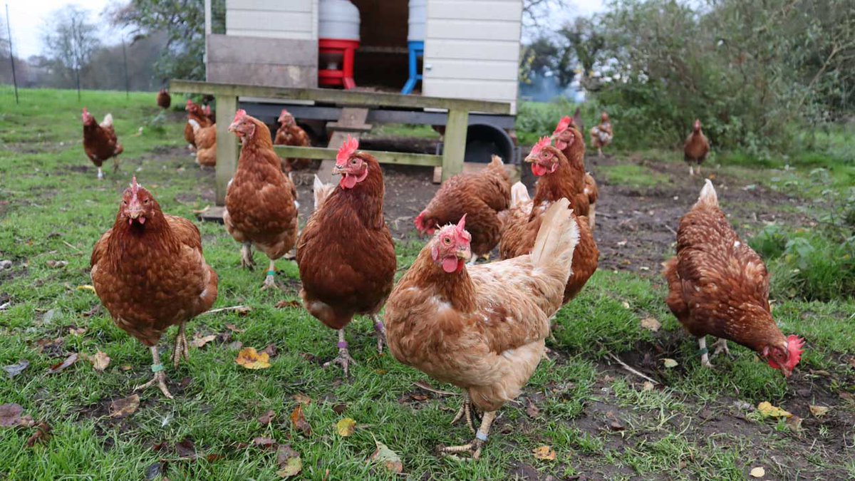 It’s like they want something…
#happyhens #exbatts #exbatteryhens