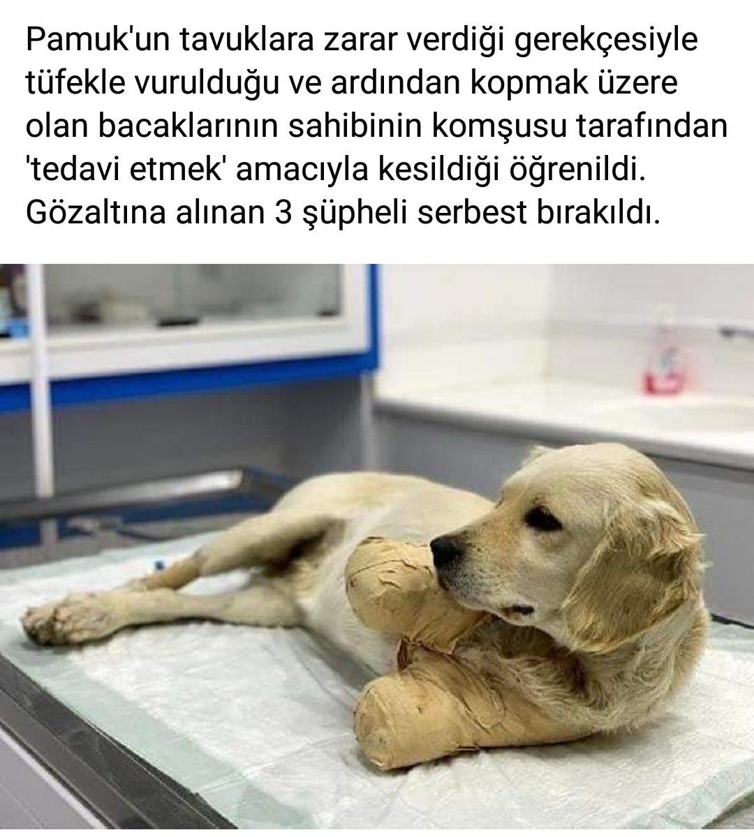 berattrkl's tweet photo. Ulan zevk mi alıyorsunuz şu hayvanlara eziyet çektirince insan suretindeki yaratıklar. #HayvanHaklarıYasasıHemen https://t.co/Pdxes5XW6z