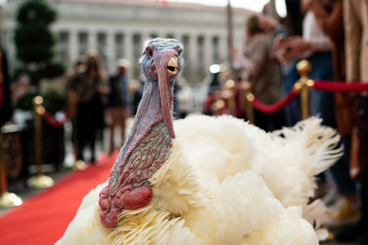 Both turkeys will receive a pardon, but which will be named the National #Thanksgiving Turkey and visit the @WhiteHouse?! Corn or Cob? Make your pick: whitehouse.gov/gobble/