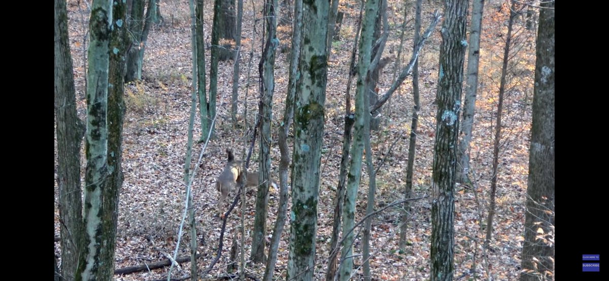 We got some awesome footage of some SERIOUS  RUT ACTION! you guys gotta check this out 😂😂😂 youtu.be/4yVq4WkRgxA