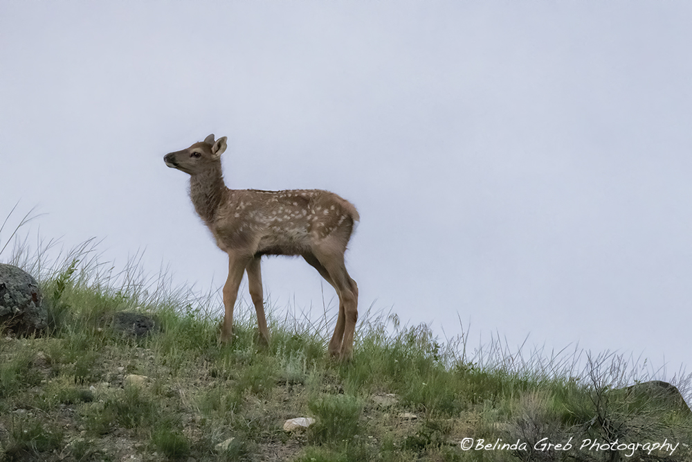 Coming "home: to my cabin at Mammoth Hot Springs in Yellowstone National Park, I found a small herd of elk on the hill. What a treat! amazon.com/dp/B08DL8J87V?…
#photography