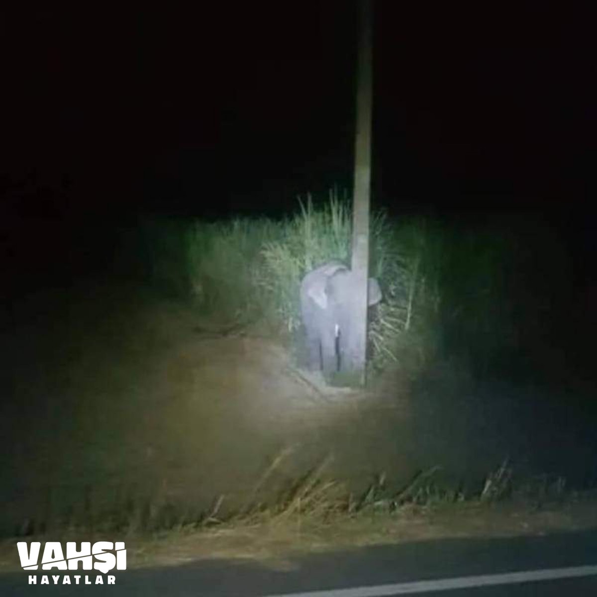 Yer:Tayland

🐘Şeker kamışlarını talan eden bir fil yavrusu, insanları fark edince saklanıyor.