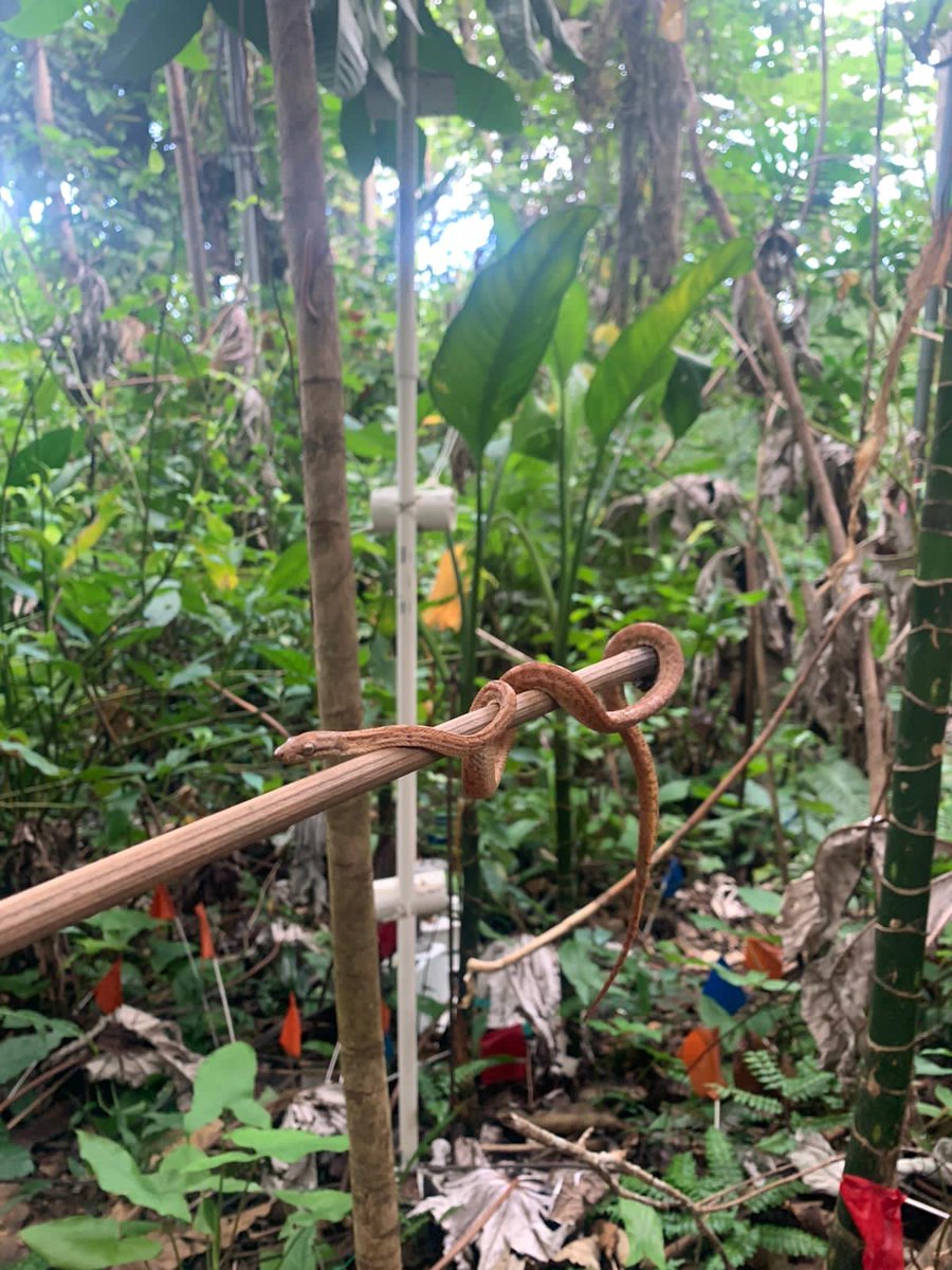 ForestWarming's tweet image. Today&apos;s fieldwork encounter: Puerto Rican Boa juvenile.  
#TRACEProject #Fieldwork #PuertoRicanBoa