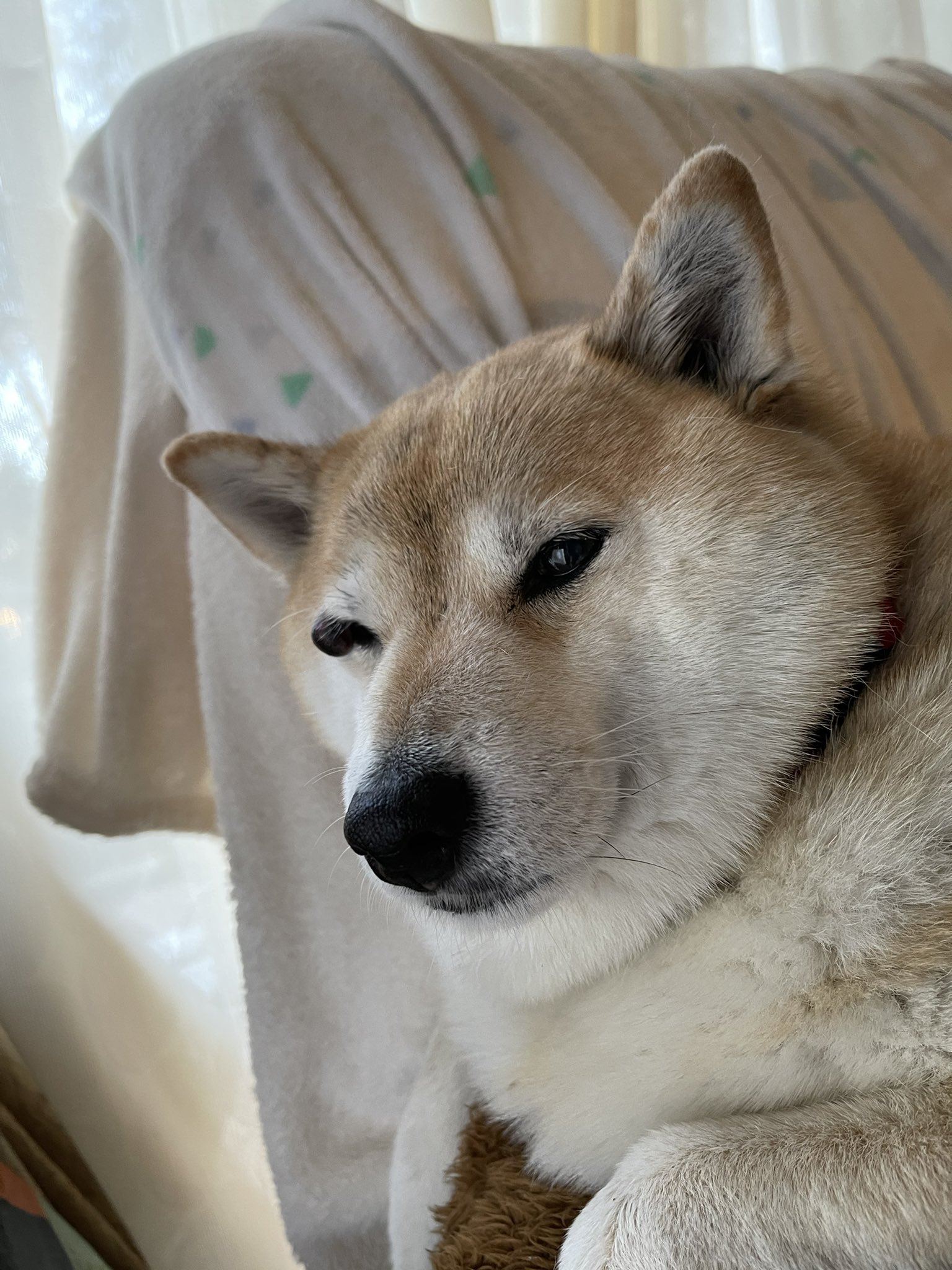犬ガオ こんな顔をしているが 早朝こたつ卓から出られなくてキューンと泣いた犬だ