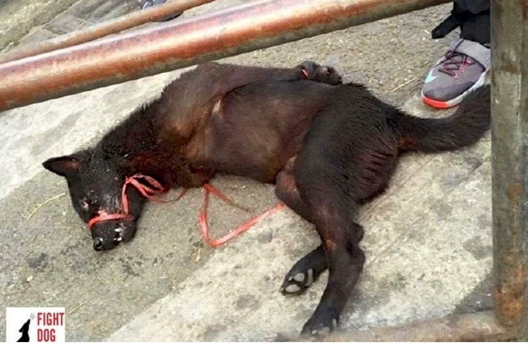 PatStrauss3's tweet photo. @MaryJoe38642126 @DavidSchweikert @HouseAgDems @HouseForeign Please consider #HConRes71, the #dogcatmeattrade is #hell.
Urge all #nations to follow it. 
These #animals are #boiled, #skinned, #hanged and #beated #alive. https://t.co/Hk8czfBBuL