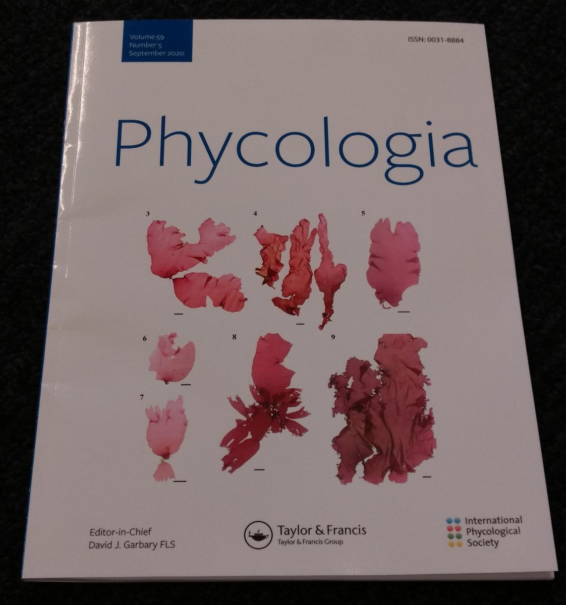 marenpre's tweet photo. Congrats to Roberta D'Archino and Joe Zuccarello for being on the front cover of Phycologia with beautiful pictures of Tsengia northlandica sp. nov. #algae @ASPABites @IPSAlgae @VicUniWgtn @niwa_nz #taxonomy #NewSpecies #NewZealand https://t.co/wsBv5ow0k3