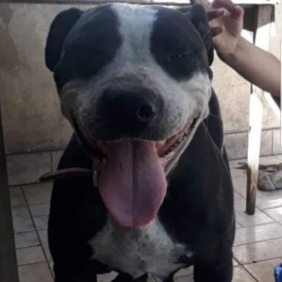 vozanimalmedios's tweet photo. Se acuerdan de ella? 🥰
✔️Rescatada por nuestras amigas de #VoluntariasUnidasLongchamps necesitaba atención URGENTE para paliar años de desidia
👏🏻Gracias a muchas personas involucradas, #Hoy ha sido #Adoptada!
🤗 Gracias a VOS
Ayúdanos compartiendo👉🏻 #adopta #nuncacompres https://t.co/EPYv7PaX4W