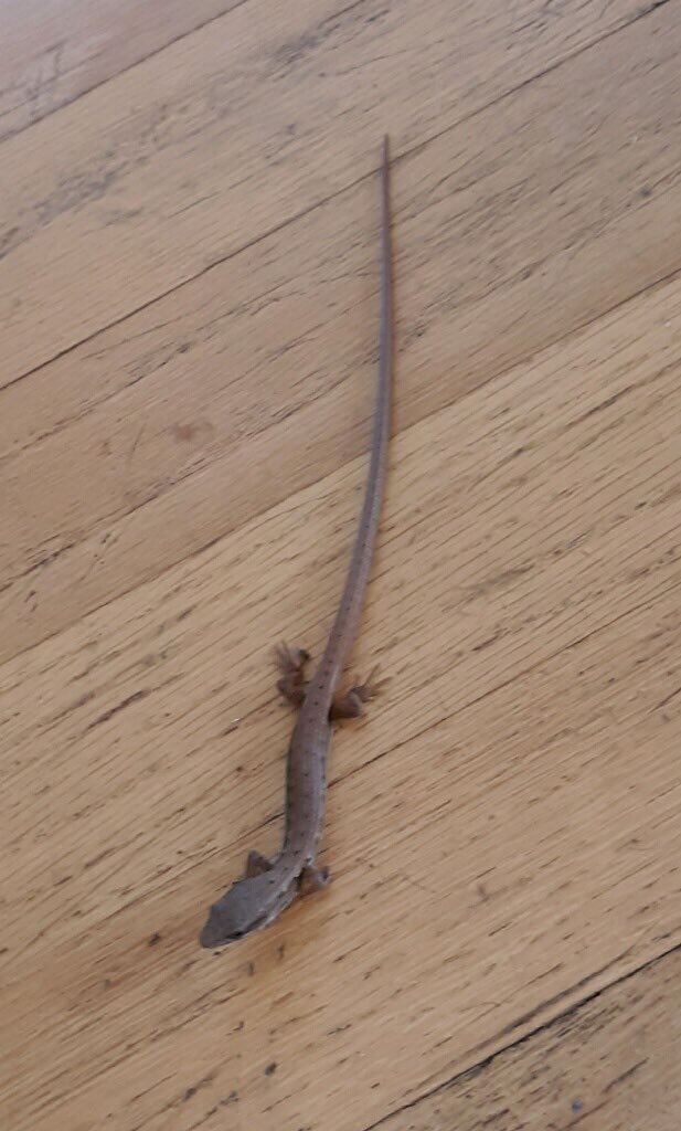 RedCarProperty's tweet photo. Sometimes you donβt know what lives in your backyard until it runs under your dishwasher. Corralitas Dr neighbor snapped photo of a likely juvenile Alligator Lizard. Body more narrow than a pencil, and about 2β long, but an intact tail - about 4β! #NatureinLA https://t.co/kT5raYNjmX