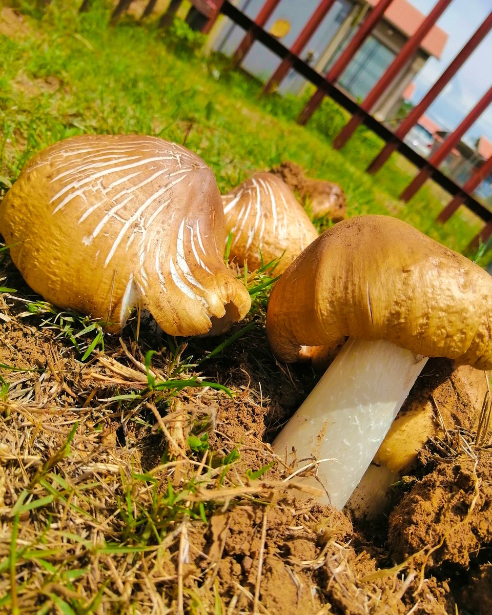 FezileChef's tweet photo. See what I found 😊
#Edible
#wildmushrooms
#didinotcook
#Foodie
#chef #meateater https://t.co/yzCY8YyoOI