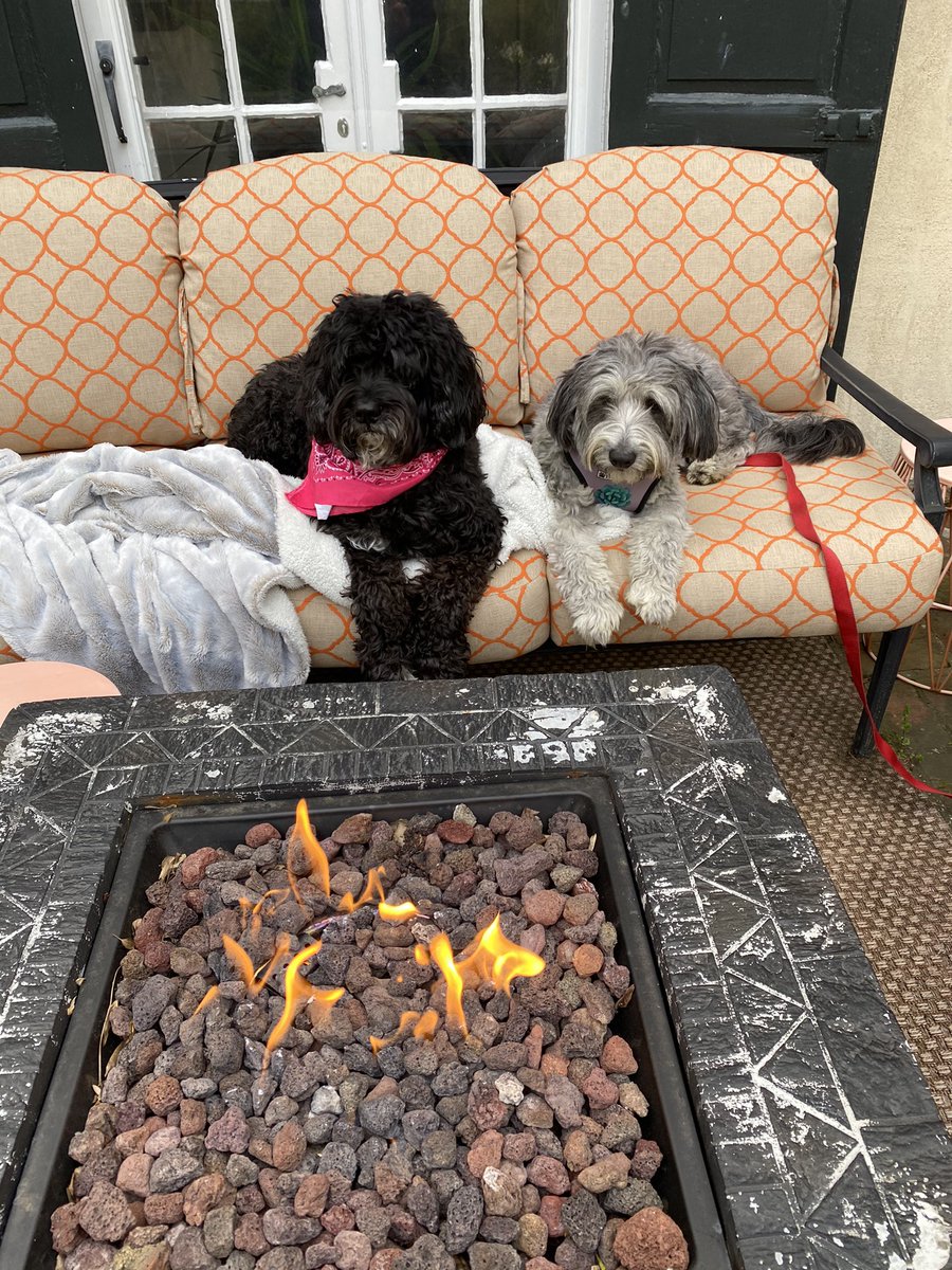 DocSavageTJU's tweet photo. @DrMarthaGulati @CastlDalmunzie @JillGrimesMD @kari_jerge @tomfolanmd @HeartOTXHeartMD @cardioPCImom @DrJenniferCo_Vu @DBelardoMD @heartdoc45 @sparkyb1 @GingerRT215 What photogenic pups! Based upon newsfeed of people traveling this #Thanksgiving2020 perhaps people more than 🐕 should learn to  #SitAndStay 😷 Here’s our Miles (L) chillin with his cousin Millie (R) @kgsav @AnastasiaSMihai @PascalJabbourMD @Tesslagra @Vilavaite @Hragy https://t.co/alSsa7UYl8