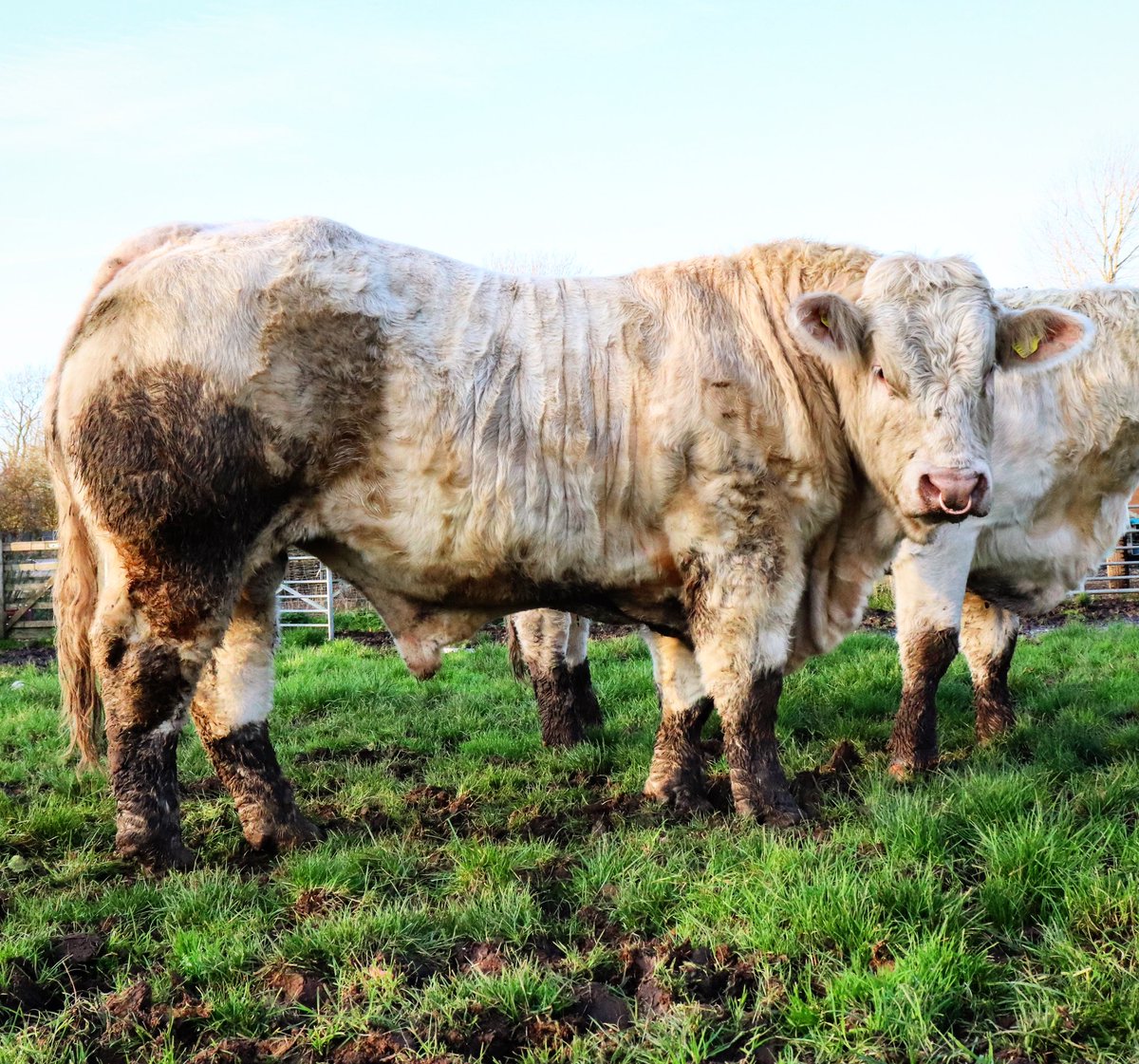 Annabelle Howell tweet media