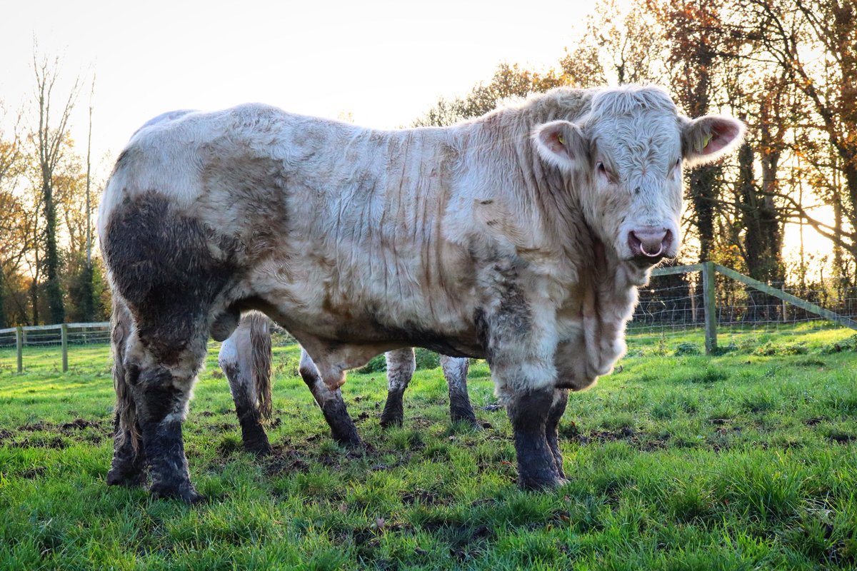 Annabelle Howell tweet media