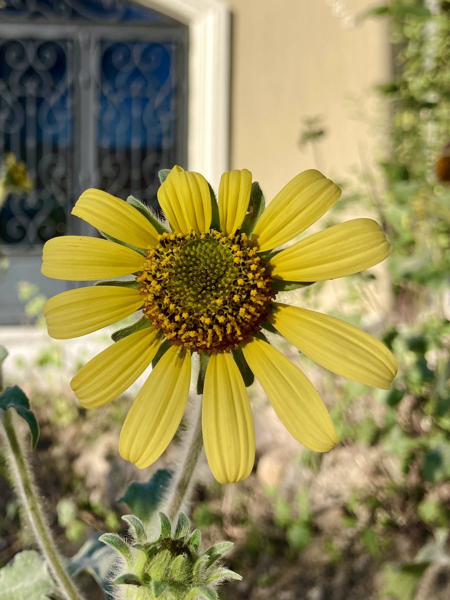 luis_vigosa's tweet photo. Tithonia tubiformis, Compositae #botany #flowers #taxonomy #plants #asteraceae #compositae #heliantheae #tithonia #tithoniatubiformis https://t.co/hwmwrM5Ibk