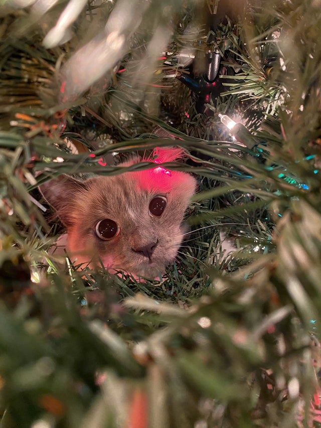 PetZoomies's tweet photo. It's that time of year! 🎄 https://t.co/nIUvVQvfLt